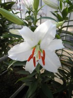 [1819 Sheila TL No01.JPG]